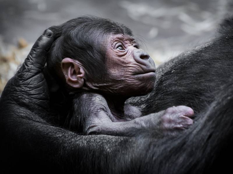 To, že se gorila Shinda dočkala v pražské zoologické zahradě potomka, je malý zázrak.