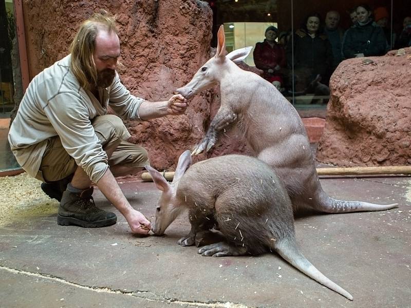 Krmení hrabáčů kapských se v pražské zoologické zahradě koná každý den (kromě čtvrtka) od 10 hodin.