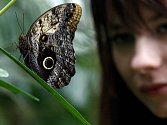 Ve skleníku Fata Morgana začala výstava exotických motýlů.