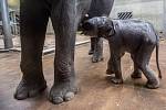 Dvoudenní mládě si mohli 9. října prohlédnout novináři v pražské zoologické zahradě.