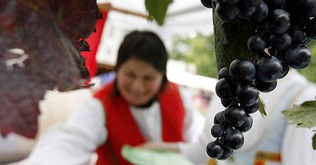 Vinohradské vinobraní začalo v pátek na náměstí Míru.