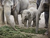 Sloni z pražské zoologické zahrady si pochutnali na větvích vánočního stromu ze Staroměstského náměstí.