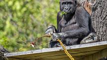 Velikonoční nadílka v Zoo Praha byla letos opravdu pestrá.