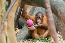 Orangutani v Zoo Praha. Foto Petr Hamerník, Zoo Praha