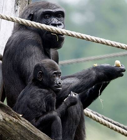 První narozeniny gorilího mládětě Tatu oslavili v pražské zoologické zahradě 1. června.