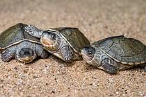 Tři samečci želvy Smithovy.
