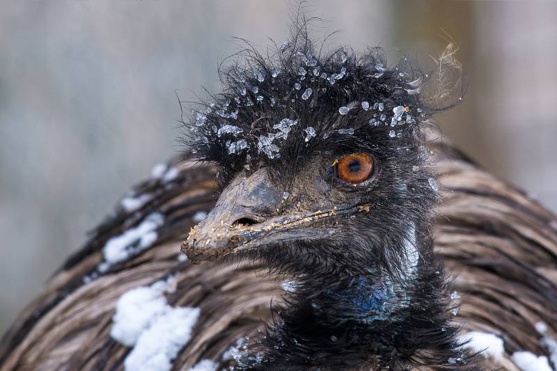 Sněhová pokrývka nerozhodí ani emu hnědého.