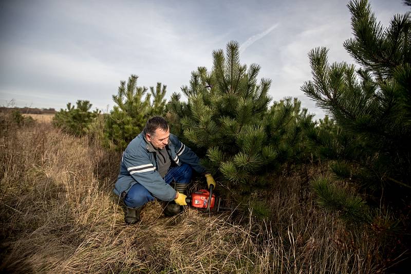 Balení vánočních stromků pro převoz do firmy Zafido na plantáži v obci Konětopy ve Středních Čechách 24. listopadu.