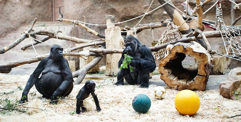 Areál Zoo Praha, který se díky své oblíbenosti dostal na světovou špičku.