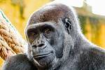 Samice Duni, dcera slavné gorily Moji, přijede do Zoo Praha, kde dostane možnost mít vlastní mládě.