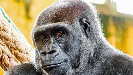 Samice Duni, dcera slavné gorily Moji, přijede do Zoo Praha, kde dostane možnost mít vlastní mládě.