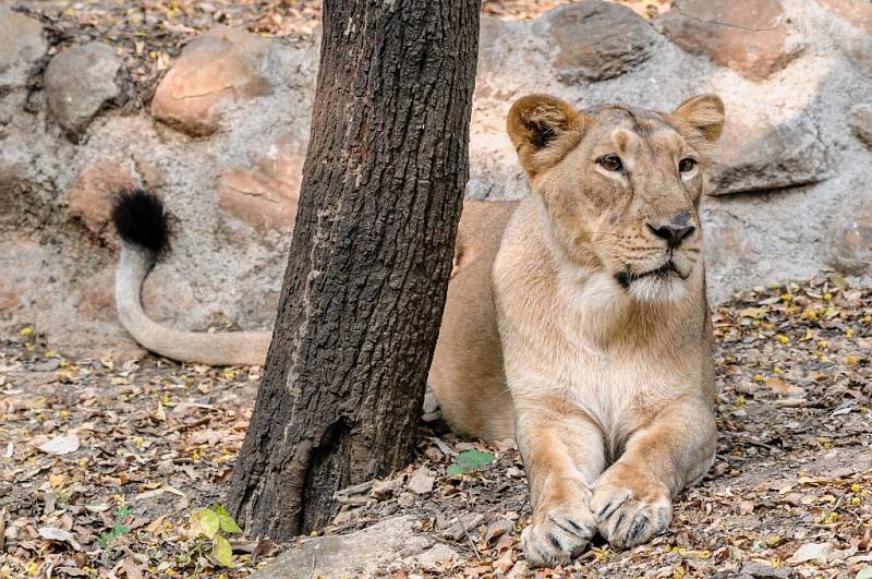 Pražská Zoo získala trojici indických lvů. Na snímku Suchi.