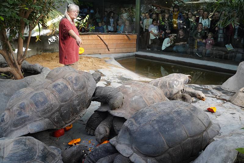 Prázdninové krmení například želv obrovských a slonů v ZOO Praha dýněmi.