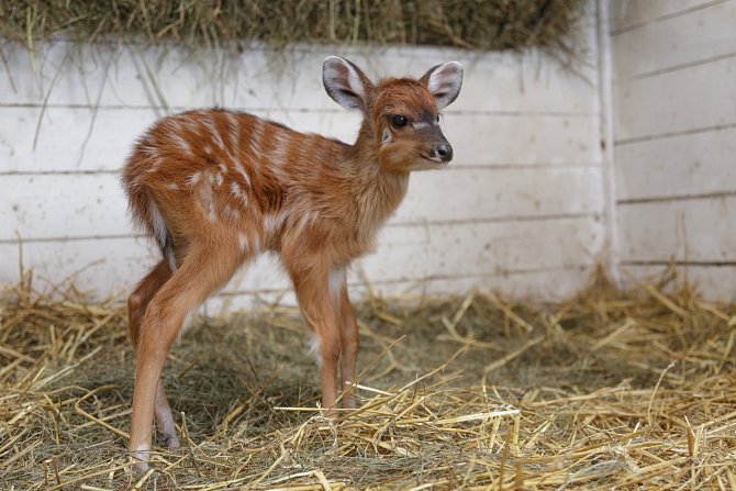 Jedním z prvních letošních přírůstků v Zoo Praha je toto mládě sitatungy západoafrické, jedné z nejbarevnějších antilop.