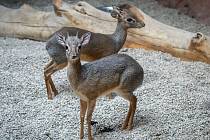 Dikdici Kirkovi patří mezi nejmenší antilopy světa.