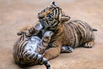 Vzácná mláďata tygra malajského dostanou v neděli v pražské zoo jména od kmotrů ze skupiny Laura a její tygři. 