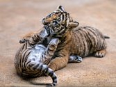 Vzácná mláďata tygra malajského dostanou v neděli v pražské zoo jména od kmotrů ze skupiny Laura a její tygři. 