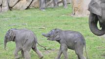 Slůňata z pražské zoologické zahrady, které se narodila jen pár týdnů po sobě, se společně se sloními matkami ukázala návštěvníkům ve venkovním výběhu.