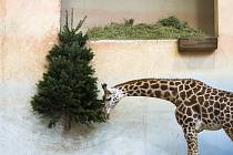 Vánoce v pražské zoo
