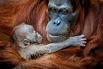 Pražská zoo. Sameček orangutana sumaterského Pustakawan, zkráceně Kawi, ve věku dvou dnů.