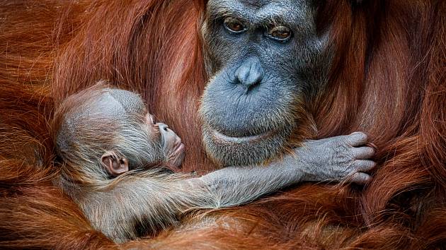 Pražská zoo. Sameček orangutana sumaterského Pustakawan, zkráceně Kawi, ve věku dvou dnů.