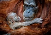 Pražská zoo. Sameček orangutana sumaterského Pustakawan, zkráceně Kawi, ve věku dvou dnů.