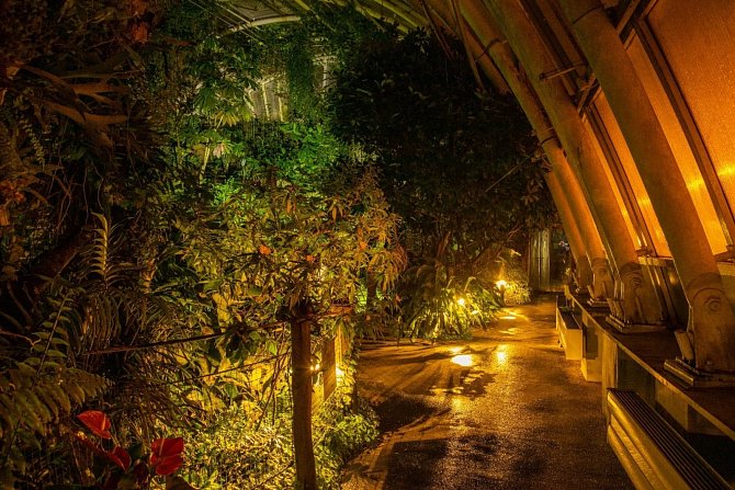 V botanické zahradě si můžete prohlédnout tajemství džungle zblízka.