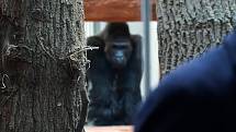 Zoo Praha slavnostně otevřela Rezervaci Dja, nový pavilon goril.