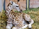 Nejmladší pražské žirafí mládě – sameček narozený v sobotu 9. srpna samici Faře. 