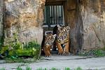 Mláďata tygrů malajských poprvé vyhlížejí, jak to vypadá venku.