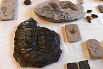Zástupci společnosti Severočeské doly předali 14. ledna 2019 v Praze Národnímu muzeu sbírku zkamenělé třetihorní flóry a fauny, která se po desítky let nacházela při těžbě v severních Čechách.