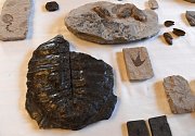 Zástupci společnosti Severočeské doly předali 14. ledna 2019 v Praze Národnímu muzeu sbírku zkamenělé třetihorní flóry a fauny, která se po desítky let nacházela při těžbě v severních Čechách.