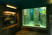 Zoo Praha otevřela v Teráriu u Rezervace Bororo expozici pro vodnice posvátné, pozoruhodné žáby žijící v přírodě pouze v jezeře Titicaca.