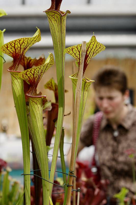 Devátý ročník výstavy masožravých květin začal 15. června v horním skleníku Botnické zahrady Přírodovědecké fakulty UK v centru Prahy. 
