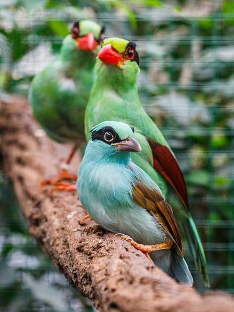 Pražské zoologické zahradě se podařilo odchovat jedny z nejvzácnějších ptáků na světě - krasky krátkoocasé jávské.