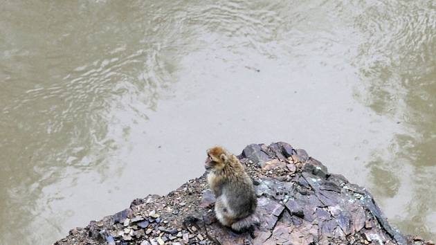 Povodně v Praze – Troji u Pražské zoo v pondělí 3. června. 