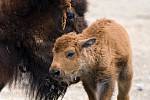 Samice bizona amerického Žiletka přivedla na svět svého pátého potomka.