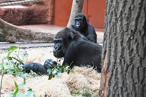 Rezervace Dja – nový pavilon goril v Zoo Praha.