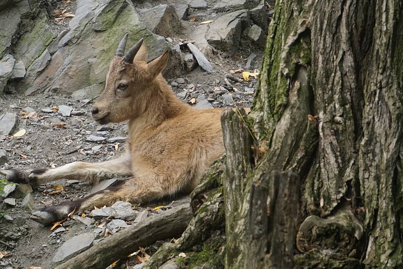 Z oslav 90. výročí založení Zoo Praha, 28. září 2021.