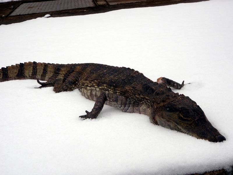 Uhynulý devadesáticentimetrový krokodýl v ulici Jeseniova v Praze 3.