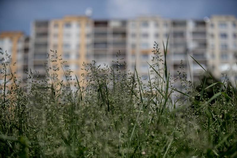 Městská část Praha 8 se dlouhodobě potýká s neposekanou trávou na jejích území. Konkrétně na sídlišti Troja, nad botanickou zahradou, se začalo 23. května sekat, ale na většině ploch zůstávala vysoká tráva.