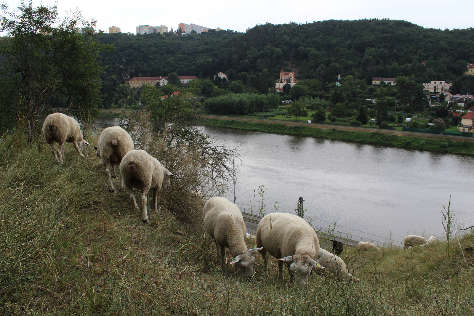 Živé sekačky. Praha vyhnala na pastvu stáda ovcí, koz a skotu - Pražský  deník