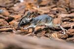 Baby rat kangaroo.