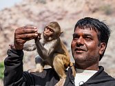 Chrám Galta, poutní místo indických hinduistů, je proslavený výskytem makaků.