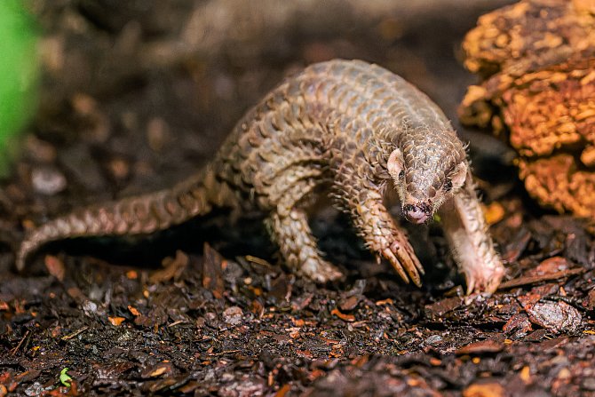 Jednoznačnou hvězdou letošního roku se v pražské zoo stalo mládě luskouna krátkoocasého, které později dostalo, i pro svůj vzhled, jméno Šiška. Jedná se totiž o vůbec první mládě, které se narodilo v celé Evropě.