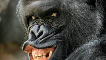 Jedním z největších lákadel pražské zoo je gorilí samec Richard s rodinou. 