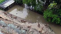 Povodně v Praze – Troji u Pražské zoo v pondělí 3. června. 