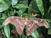 Motýl Attacus atlas s největší plochou křídel na světě.