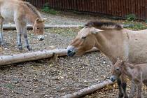 V zoologické zahradě v Praze se narodilo hříbě Koně Převalského.