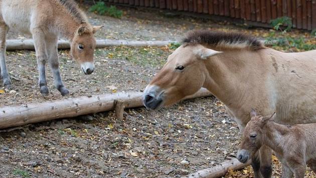 V zoologické zahradě v Praze se narodilo hříbě Koně Převalského